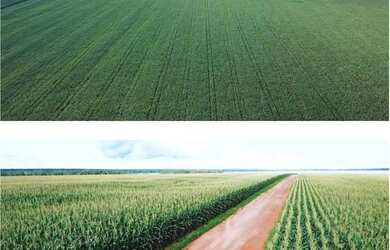 Imagem 5: Fazenda à venda Xingu-MT