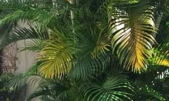 Imagem: Casa para Venda em Belém, Nazaré, 3 dormitórios