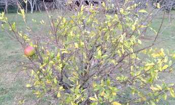 Imagem 3: Sítio com 4 quartos, 6,3 ha, à venda em Morro Reuter - RS