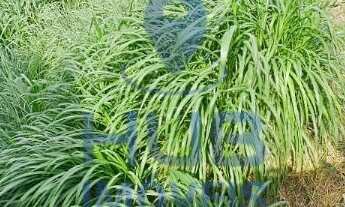 Imagem 2: Terreno com 2.661m2, Saco dos Limões - Florianópolis/SC