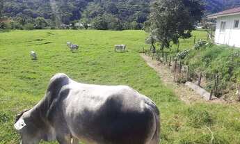 Imagem 2: Terreno à Venda, 36.846 m2, com Viabilidade para Loteamento. Sul do Rio, Santo Amaro da Im