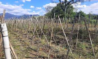 Imagem 7: Terreno à Venda, Plano, Nível da Rua, com 11.089 m2. Sul do Rio, Santo Amaro da Imperatriz