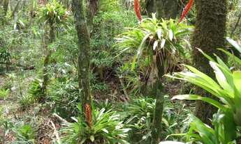 Imagem 3: Terreno à Venda, 30.000 m2, Santa Rosa de Lima/SC