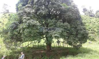 Imagem: Fazenda pra arrendar ou Vender (90,5 HA