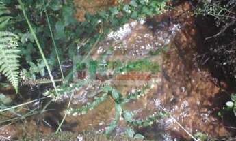 Imagem 3: Sítio com riacho - águas cristalina 15 km de São Lourenço-MG