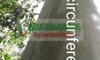 Imagem: Floresta de eucalipto com mais de 20 anos