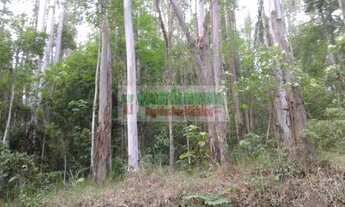 Imagem 3: Floresta de eucalipto com mais de 20 anos, vale do Paraíba