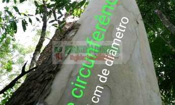 Imagem 4: Floresta de eucalipto com mais de 20 anos, vale do Paraíba