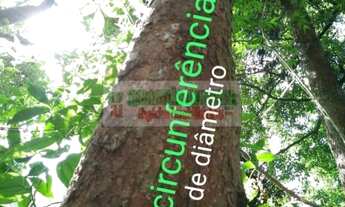 Imagem 5: Floresta de eucalipto com mais de 20 anos, vale do Paraíba