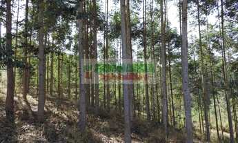 Imagem 6: Sítio em São Francisco Xavier, com nascente de água