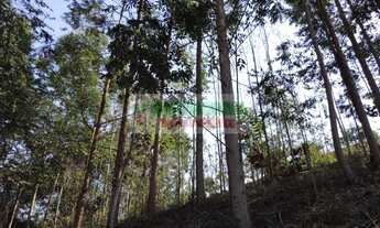 Imagem 7: Sítio em São Francisco Xavier, com nascente de água