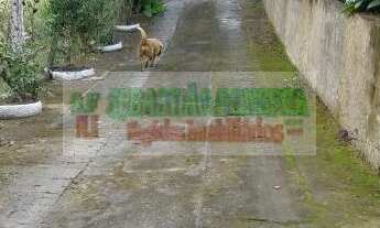 Imagem: Sítio com lago e nascente em São José