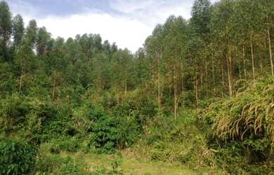 Imagem 4: ![CDATA[Terreno, Bairro Amizade]]