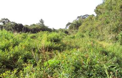 Imagem 3: ![CDATA[Terreno Industrial Comercial Bairro Corveta Araquari]]