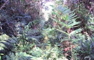 Imagem 6: ![CDATA[Terreno Industrial Comercial Bairro Corveta Araquari]]