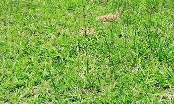 Imagem 4: Terreno 128 m²- Residencial Terra Nobre - Granja Vianna - Cotia / SP