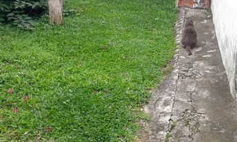 Imagem 4: Casa com 03 Quartos - Brotas (Caucaia do Alto) - Cotia/SP