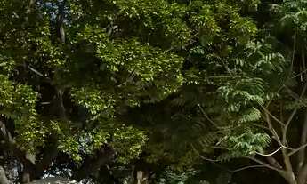 Imagem 7: Apartamento à venda no Tríade com 4 quartos e 486m²