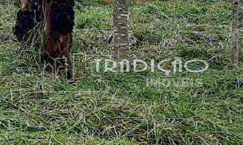 Imagem 5: TERRENO à venda, CHÁCARA DAS ANDORINHAS - BARBACENA/MG