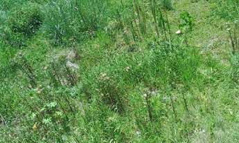 Imagem 5: Lote à venda no bairro Veneza