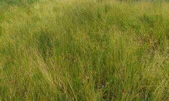 Imagem 5: Terreno à venda no bairro Veneza