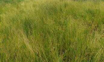Imagem 5: Terreno à venda no bairro Veneza