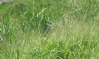 Imagem 5: Terreno à venda no bairro Veneza