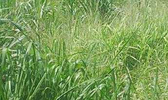 Imagem 4: Terreno à venda no bairro Veneza