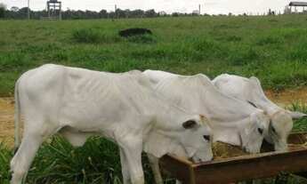 Imagem: Fazenda Pronta para Produzir  Agricultura