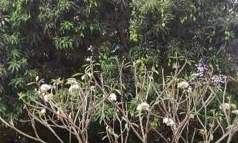 Imagem 7: Oportunidade! Chácara com 10 Hectares a Venda em São Gabriel