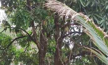 Imagem 5: Oportunidade! Chácara com 10 Hectares a Venda em São Gabriel