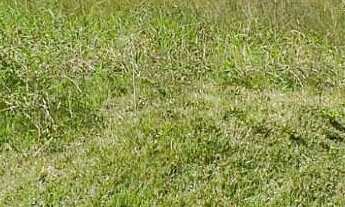 Imagem: Terreno à Venda em Jaraguá do Sul, 359,13m²