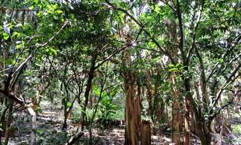 Imagem 2: Terreno à venda, Bairro Amizade, Jaraguá do Sul/ SC