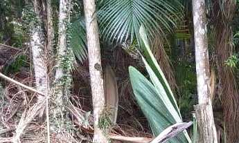 Imagem 5: Terreno a venda no Bairro Barra do Rio Cerro