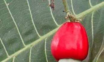 Imagem 5: Oportunidade única em Guapó-GO: chácara de 1.000 m² pronta para morar