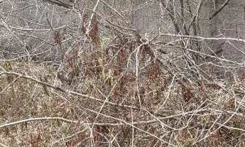 Imagem 6: Terreno à venda, 10000m² em Gravatá na melhor região próximo ao condomínio Raizes