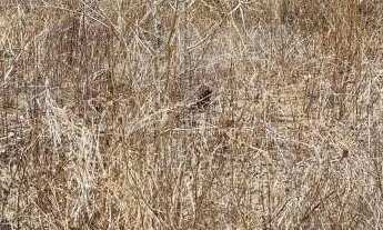 Imagem 7: Terreno à venda, 10000m² em Gravatá na melhor região próximo ao condomínio Raizes