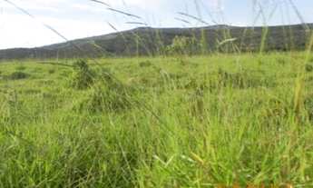 Imagem 4: FAZENDA RURAL em Formosa - GO, Bezerra