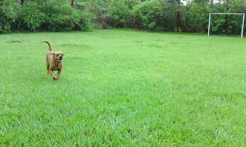 Imagem: Casa RESIDENCIAL em Térrea 4 suítes smpw