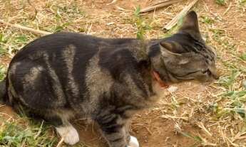 Imagem 2: CASA RESIDENCIAL em BRASÍLIA - DF, TAGUATINGA SUL (TAGUATINGA