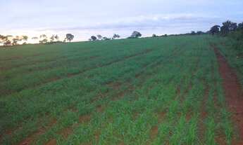 Imagem 5: Fazenda 200 alqueres 061 -9 9968-0502