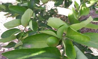 Imagem 2: Chácara a venda próxima ao Posto Cherokee em Governador Valadares - MG