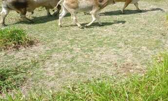 Imagem 3: 300000M² de Área Construída na Rua Da Matriz