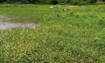 Imagem 3: 4 dormitórios na Avenida Osvaldo Ribeiro