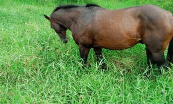 Imagem 2: 4 dormitórios na Avenida Osvaldo Ribeiro
