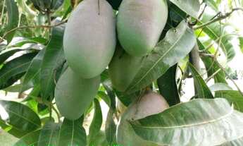 Imagem 6: CHÁCARA para Venda terreno 2.300 m2 , 500 m2 construção MONTE CARLO, GUAPIAÇU R$ 2.300.000