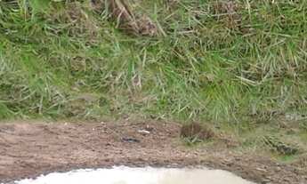 Imagem 3: Chácara em Porangaba