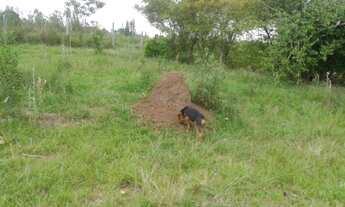 Imagem 7: Chácara em Porangaba