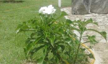 Imagem 2: Sítio á venda em Condados, Guarapari-ES