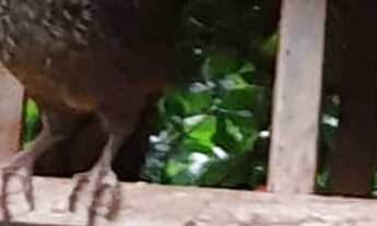 Imagem 5: Sítio com 20 mil m2 casa 4 quartos no Vale da Estação - Domingos Martis ES